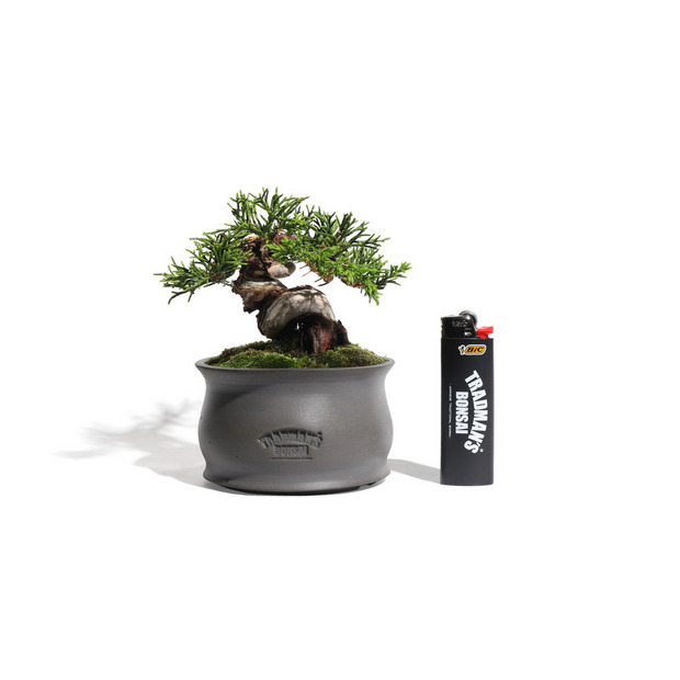 真柏 -Japanese Juniper- (推定樹齢20年)-M0016- 詳細画像